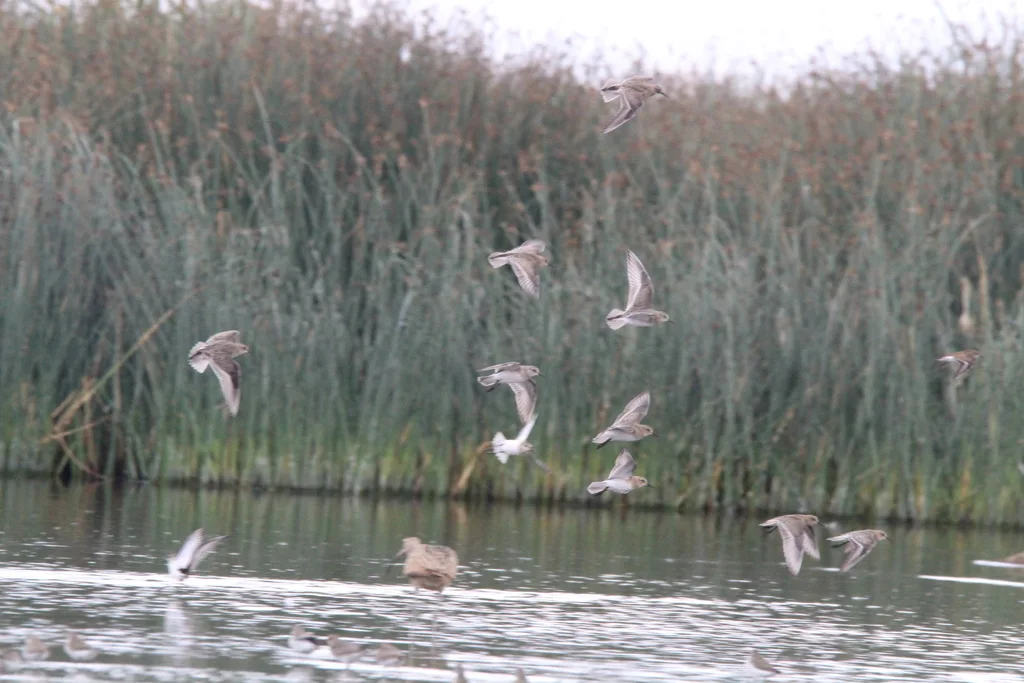 黑腰滨鹬(Calidris bairdii)