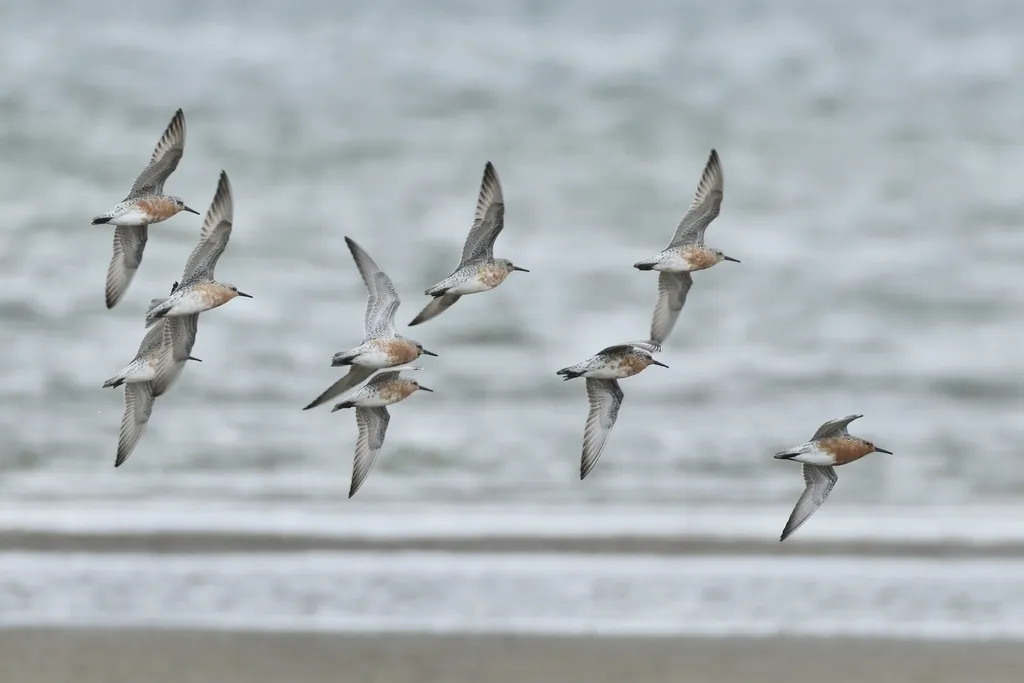 红腹滨鹬(Calidris canutus)