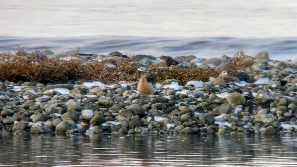 红腹滨鹬(Calidris canutus)