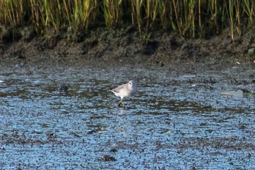 红腹滨鹬(Calidris canutus)
