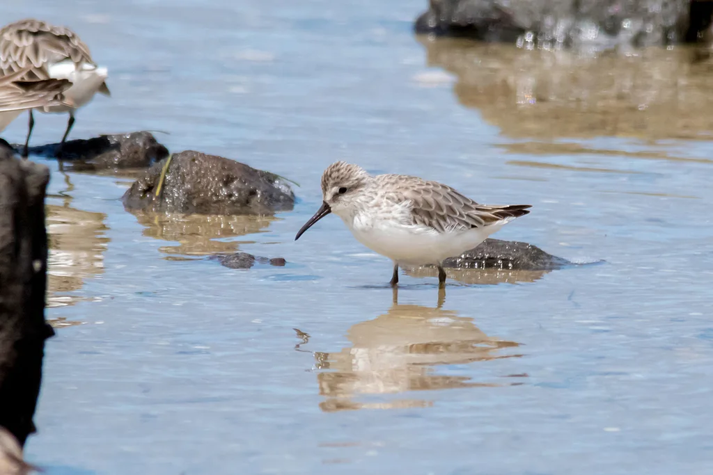 阔嘴鹬（Calidris falcinellus）