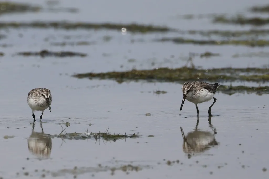 阔嘴鹬（Calidris falcinellus）
