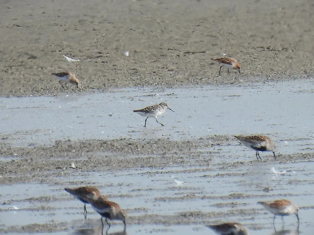 阔嘴鹬（Calidris falcinellus）