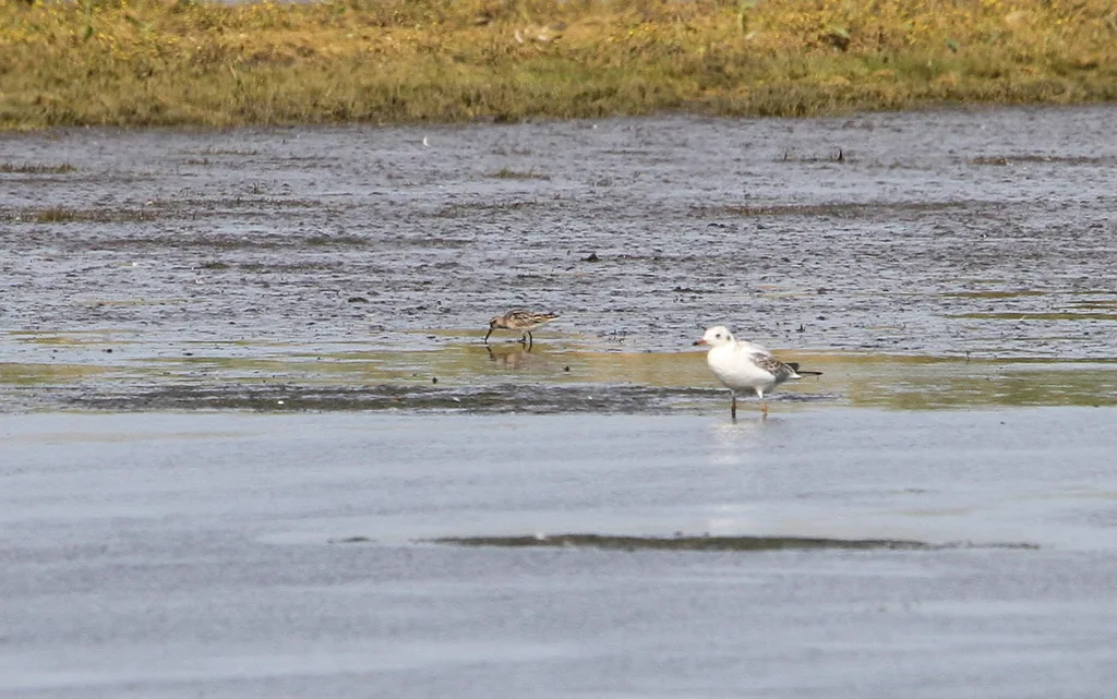 阔嘴鹬（Calidris falcinellus）