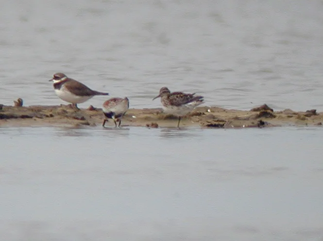 阔嘴鹬（Calidris falcinellus）