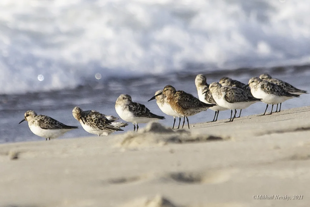 弯嘴滨鹬(Calidris ferruginea)