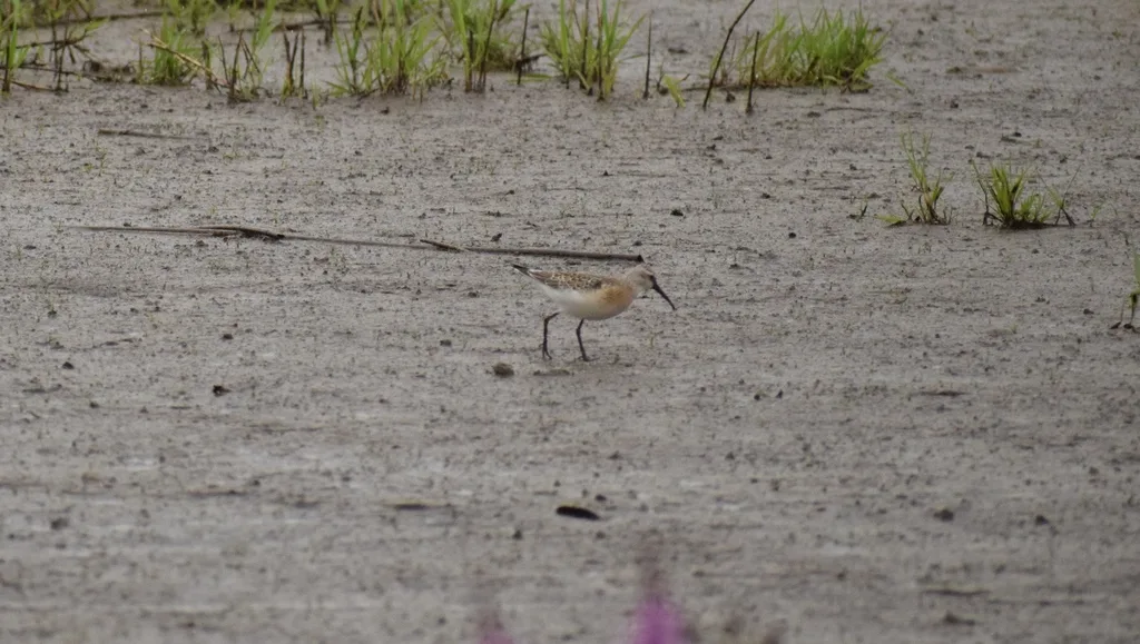弯嘴滨鹬(Calidris ferruginea)