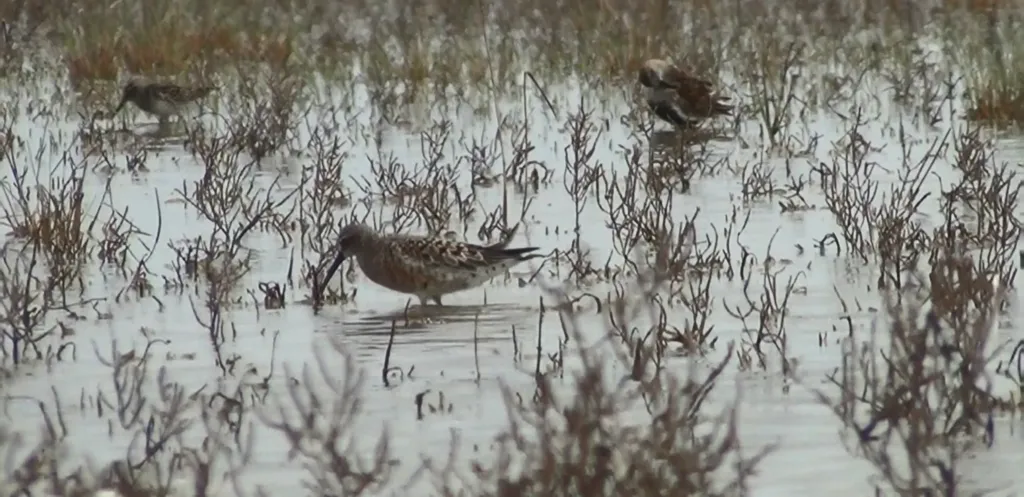 弯嘴滨鹬(Calidris ferruginea)