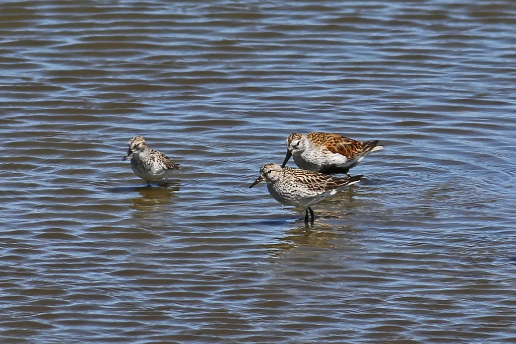 白腰滨鹬(Calidris fuscicollis)