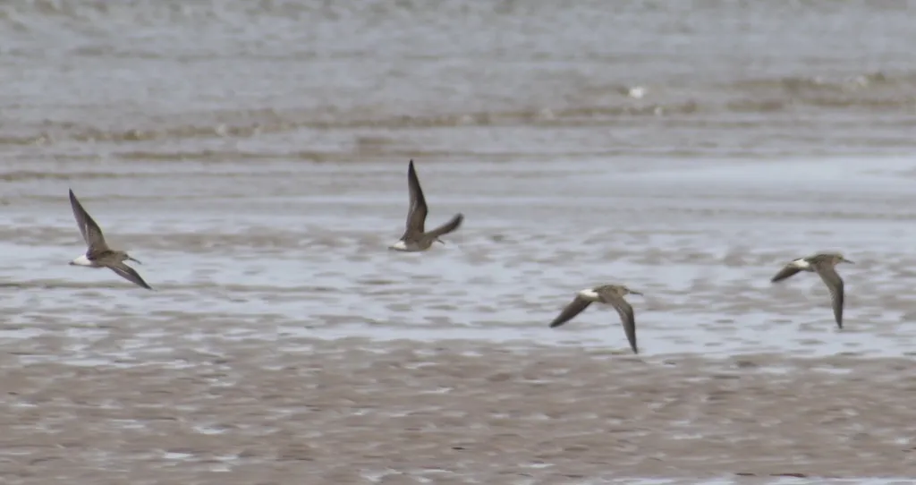 白腰滨鹬(Calidris fuscicollis)