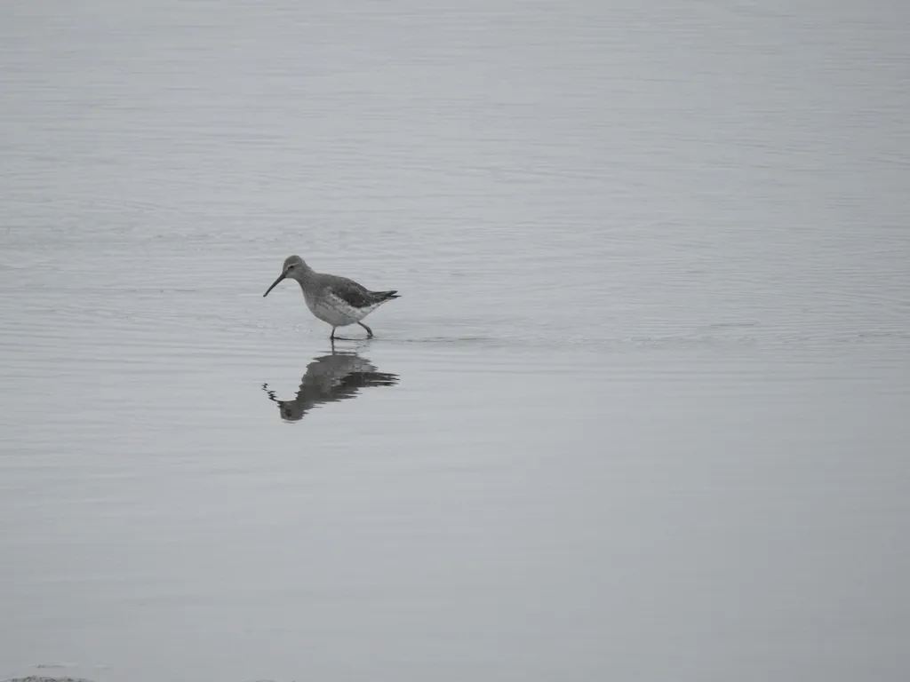 高跷鹬(Calidris himantopus)