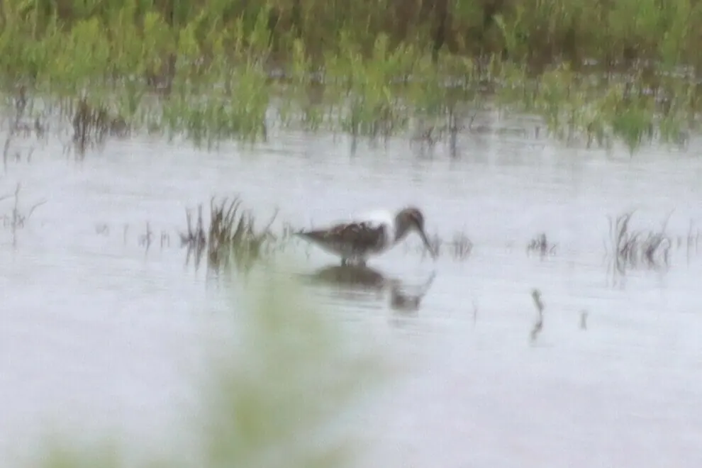高跷鹬(Calidris himantopus)