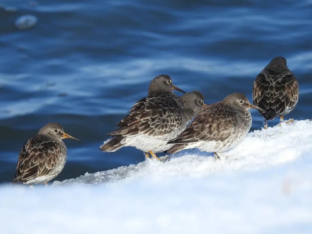紫滨鹬(Calidris maritima)