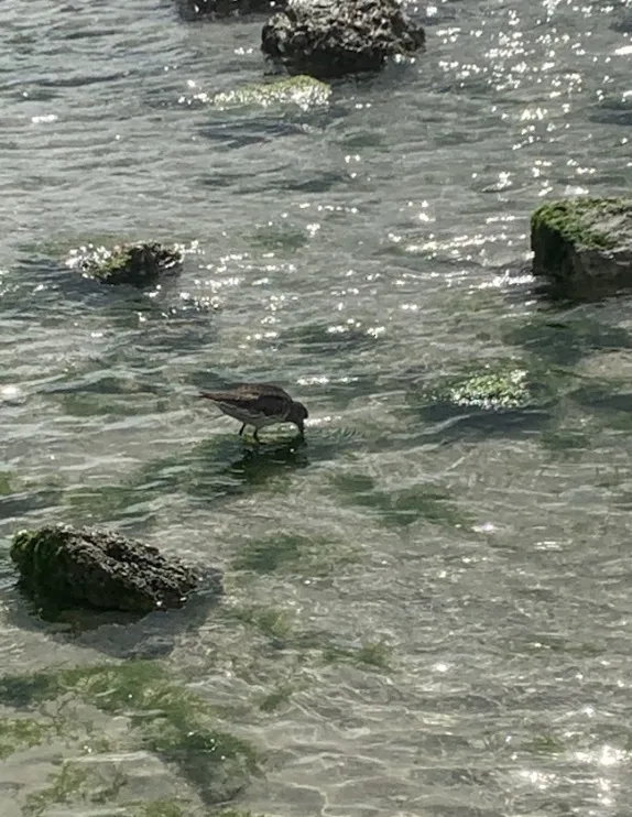 紫滨鹬(Calidris maritima)