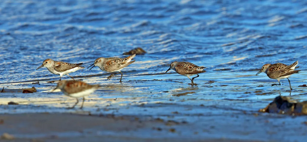 西方滨鹬(Calidris mauri)