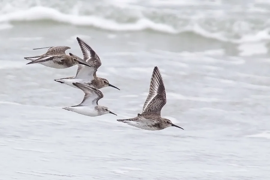 西方滨鹬(Calidris mauri)