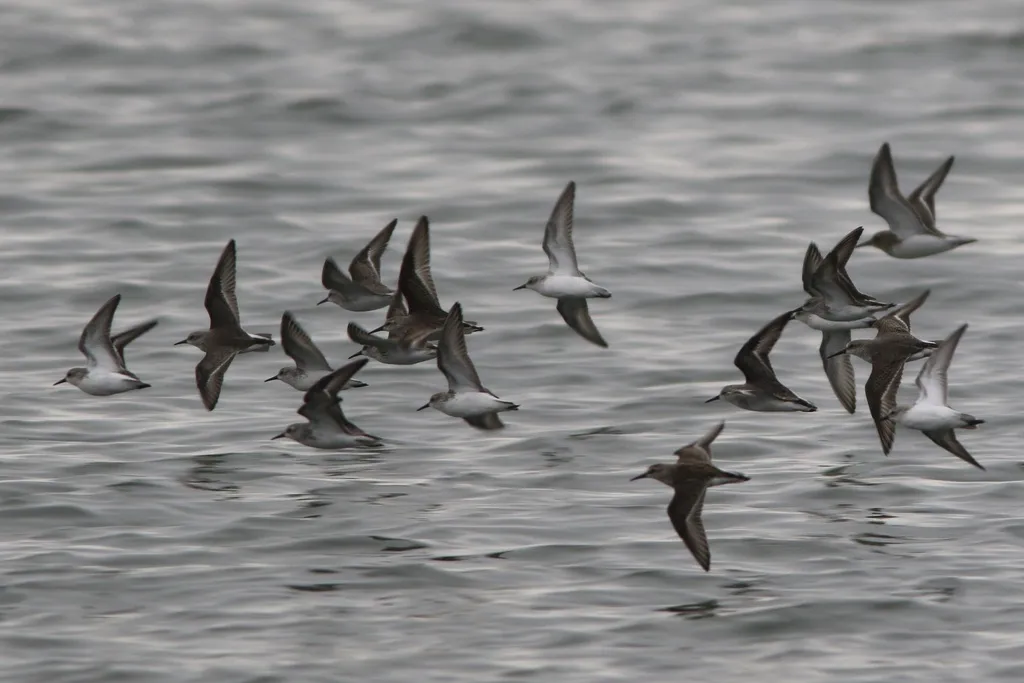 西方滨鹬(Calidris mauri)