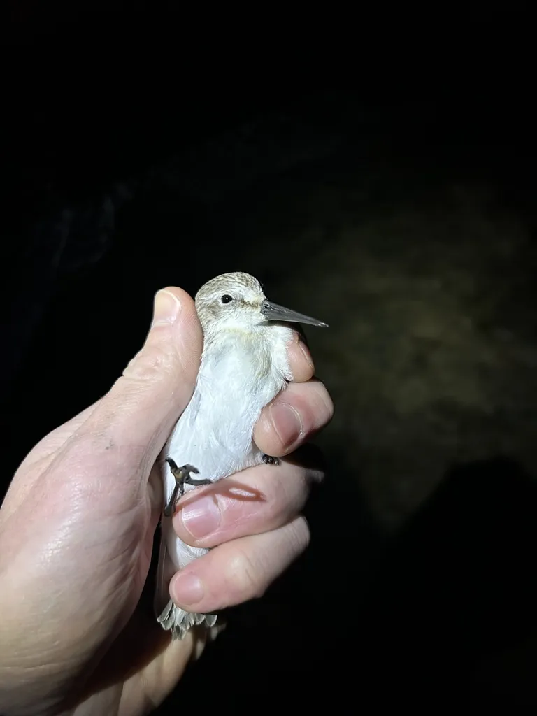 西方滨鹬(Calidris mauri)