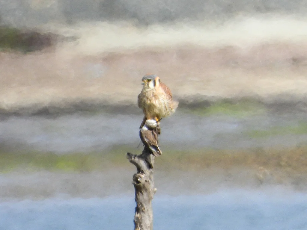 西方滨鹬(Calidris mauri)