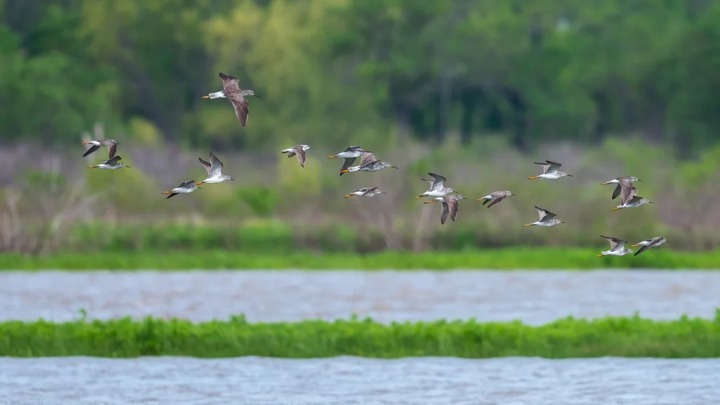 斑胸滨鹬（Calidris melanotos）