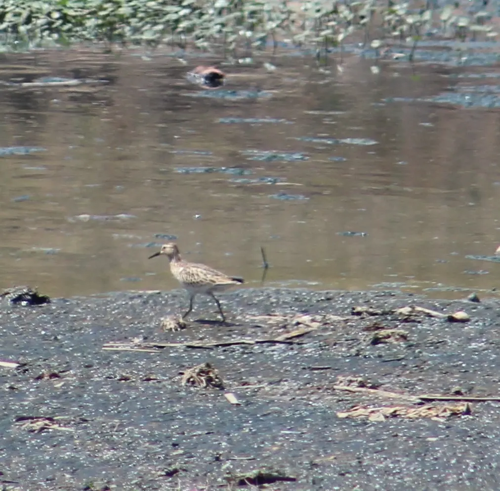 斑胸滨鹬（Calidris melanotos）