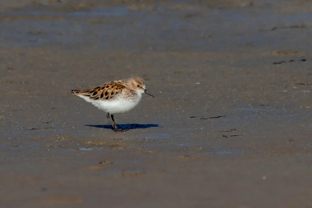 小滨鹬(Calidris minuta)
