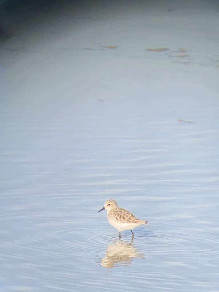 小滨鹬(Calidris minuta)