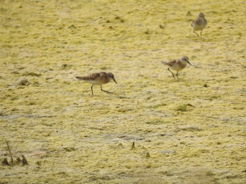 小滨鹬(Calidris minuta)
