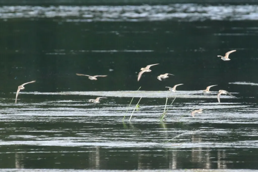 小滨鹬(Calidris minuta)
