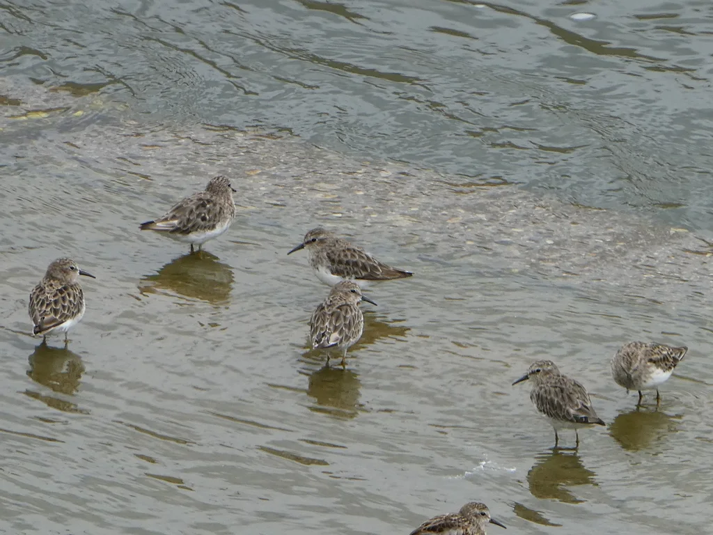美洲小滨鹬(Calidris minutilla)