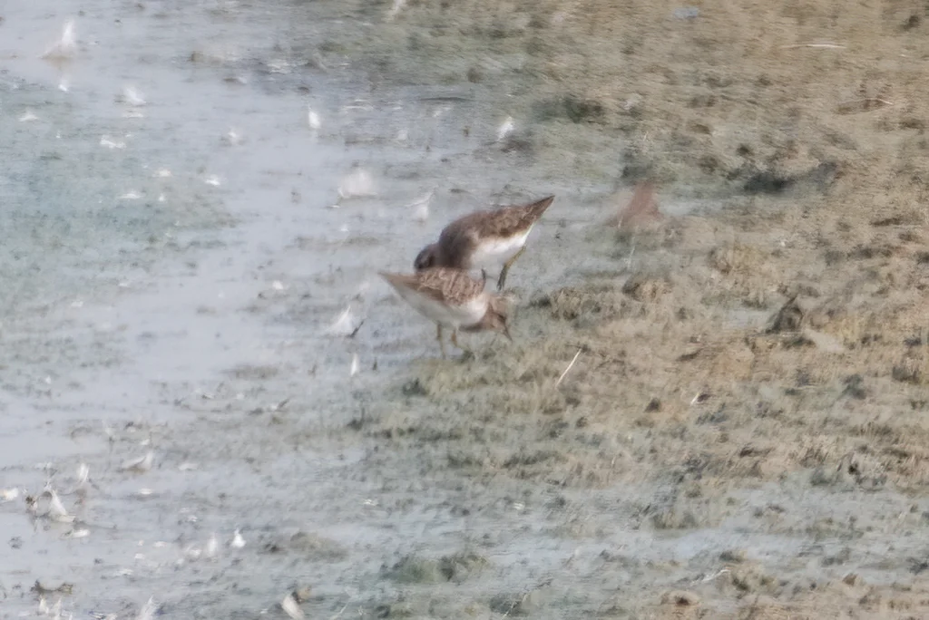 美洲小滨鹬(Calidris minutilla)