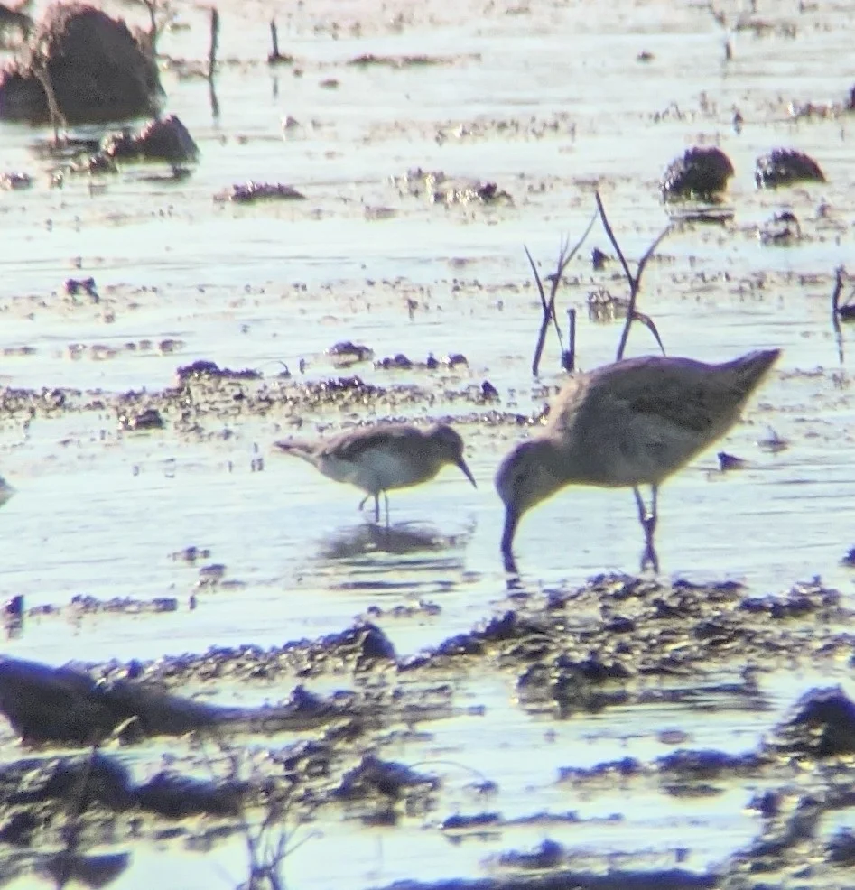 美洲小滨鹬(Calidris minutilla)