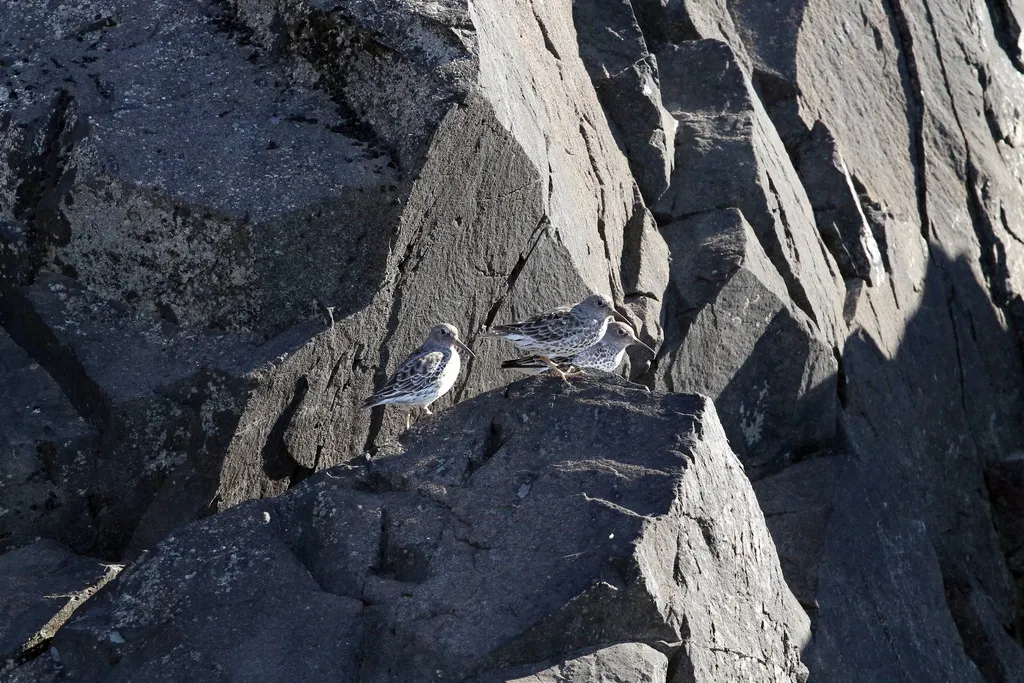 岩滨鹬(Calidris ptilocnemis)