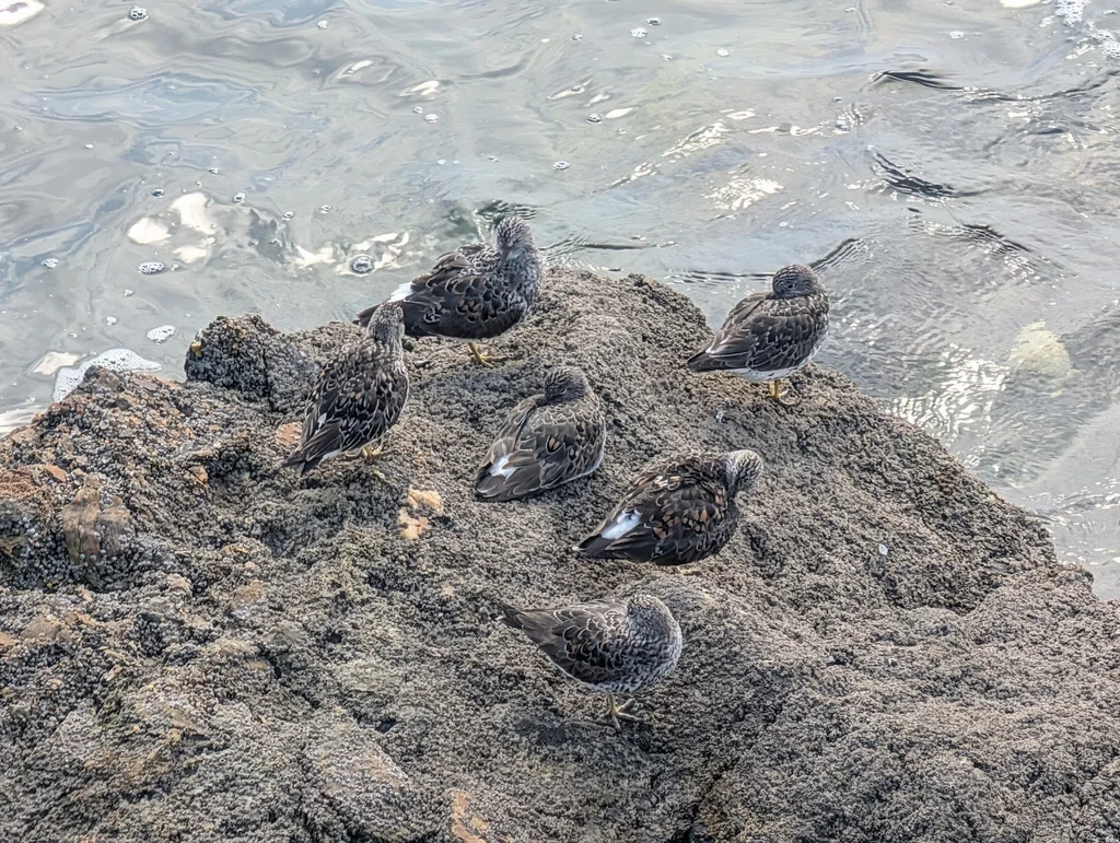岩滨鹬(Calidris ptilocnemis)
