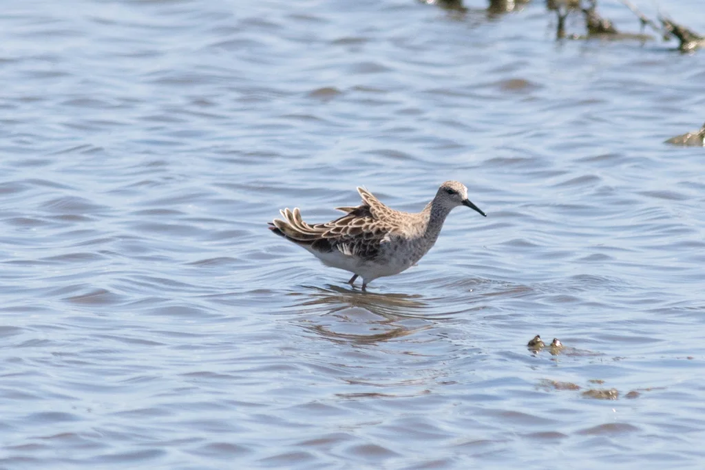 流苏鹬（Calidris pugnax）