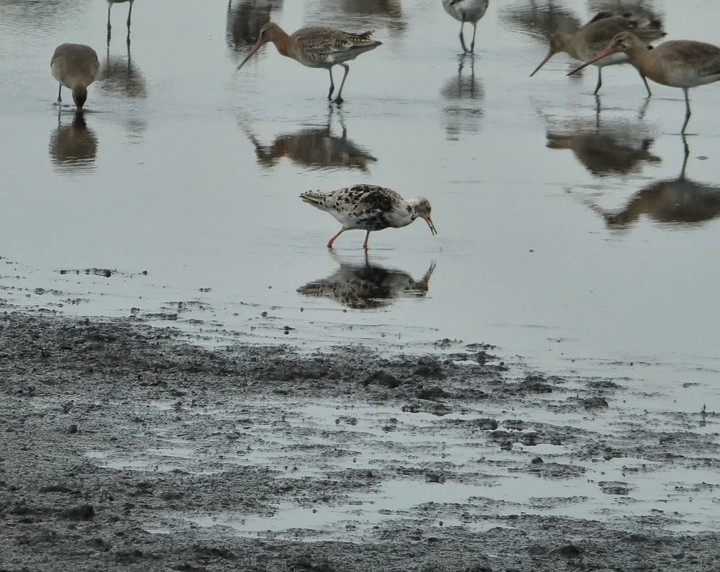 流苏鹬（Calidris pugnax）