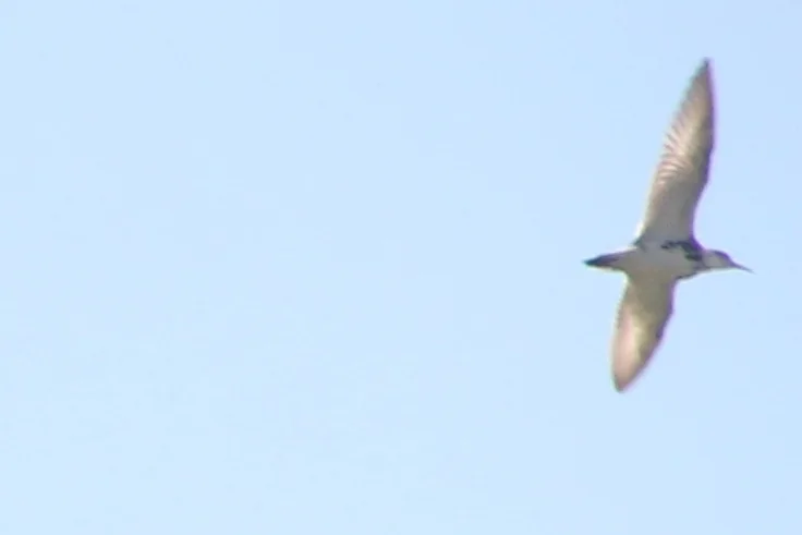 流苏鹬（Calidris pugnax）