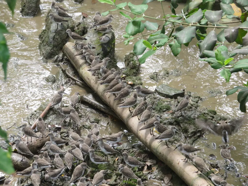 半蹼滨鹬(Calidris pusilla)