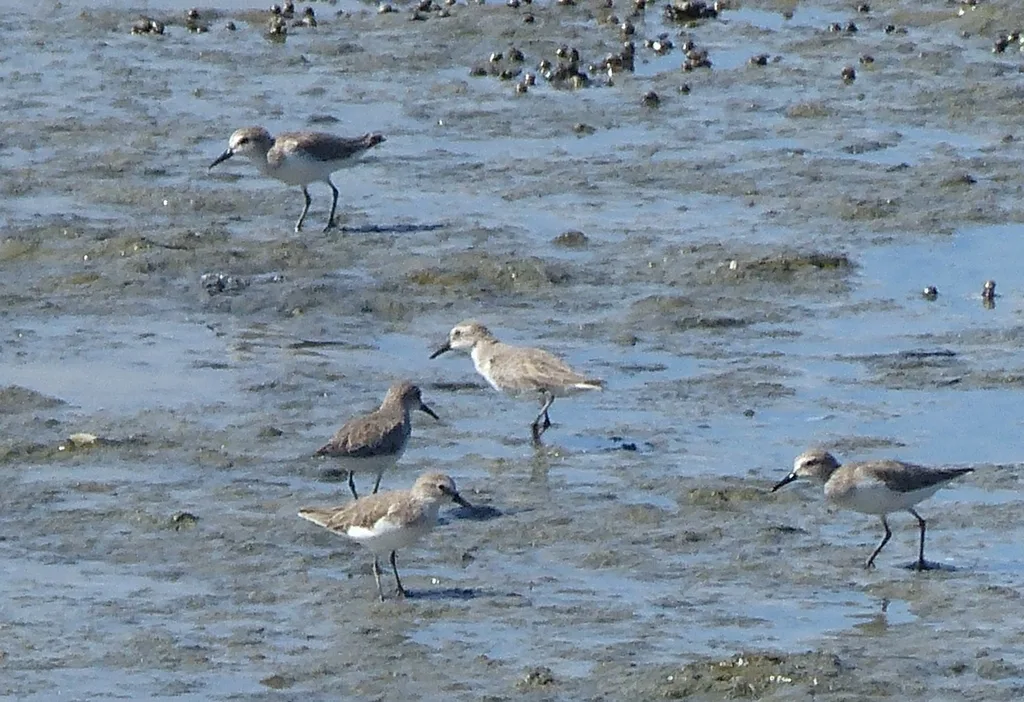半蹼滨鹬(Calidris pusilla)