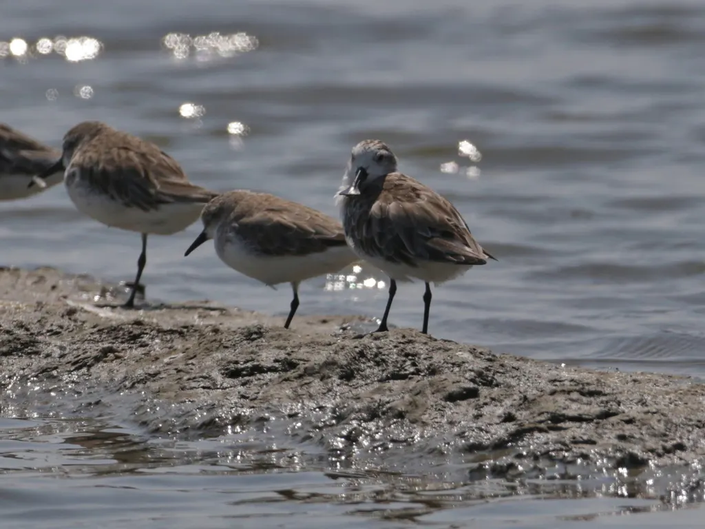 勺嘴鹬（Calidris pygmaea）
