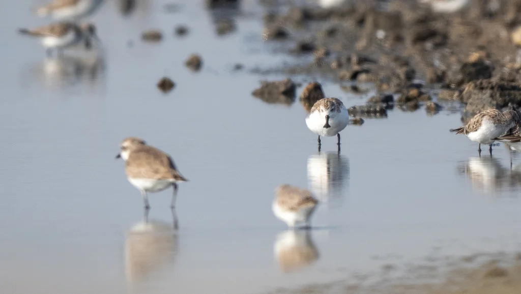 勺嘴鹬（Calidris pygmaea）