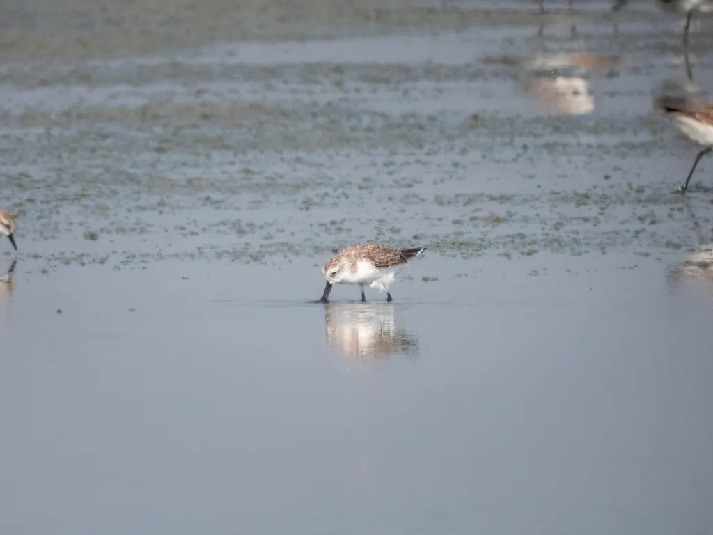 勺嘴鹬（Calidris pygmaea）