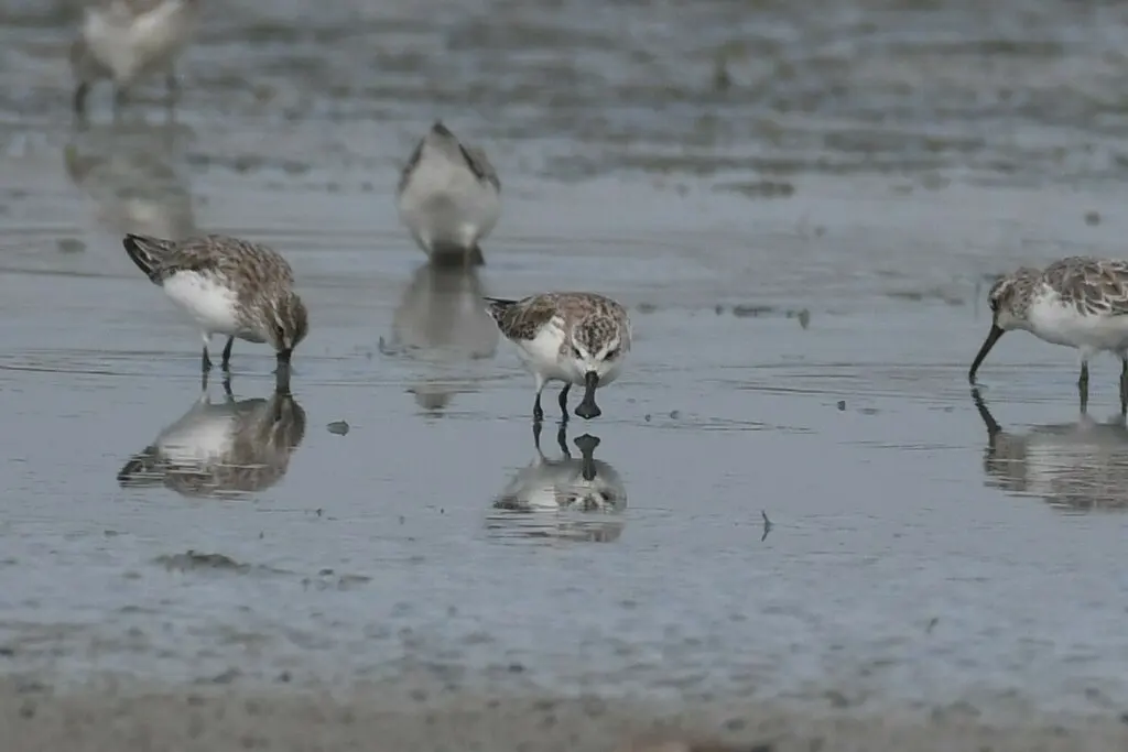 勺嘴鹬（Calidris pygmaea）