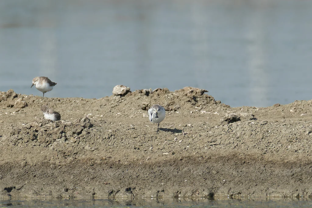 勺嘴鹬（Calidris pygmaea）