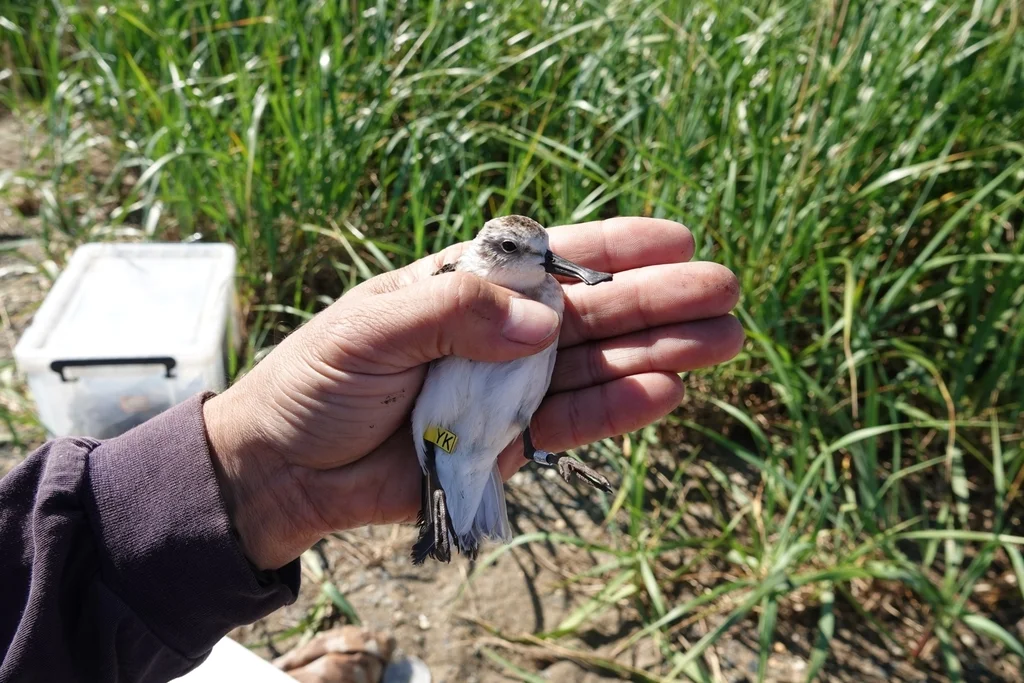 勺嘴鹬（Calidris pygmaea）