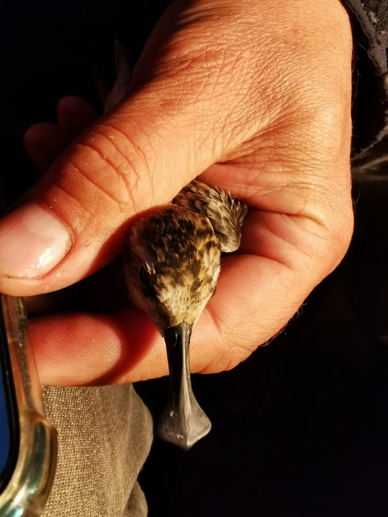 勺嘴鹬（Calidris pygmaea）
