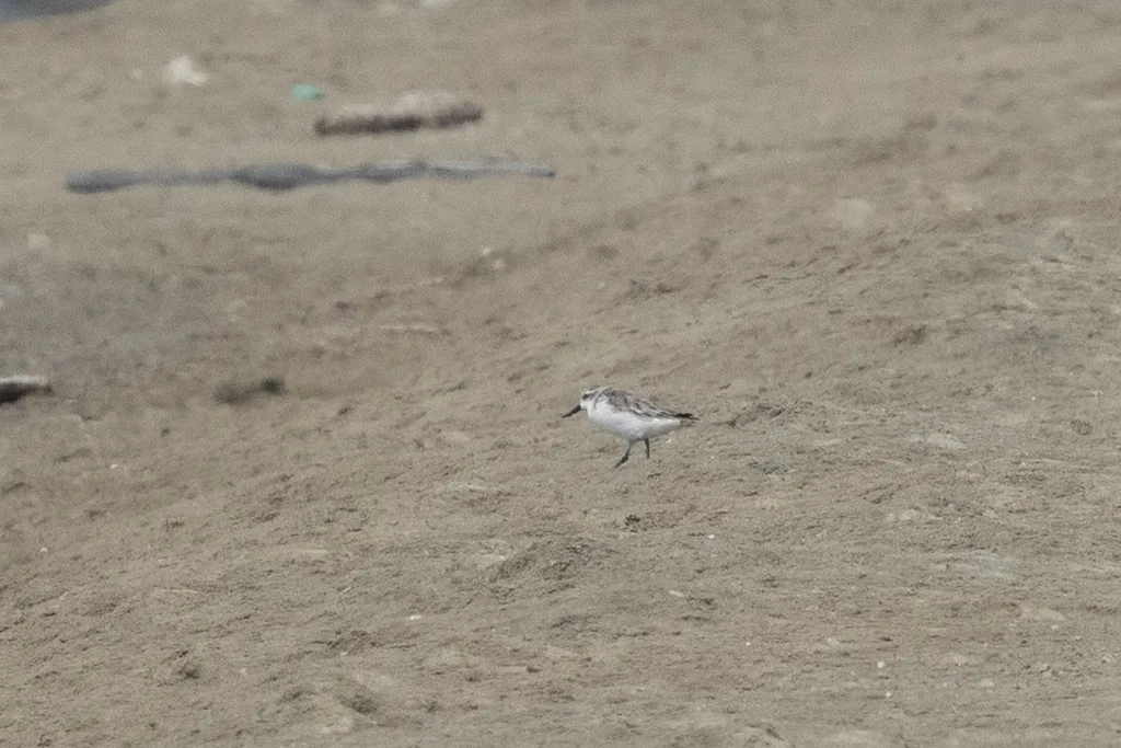 勺嘴鹬（Calidris pygmaea）