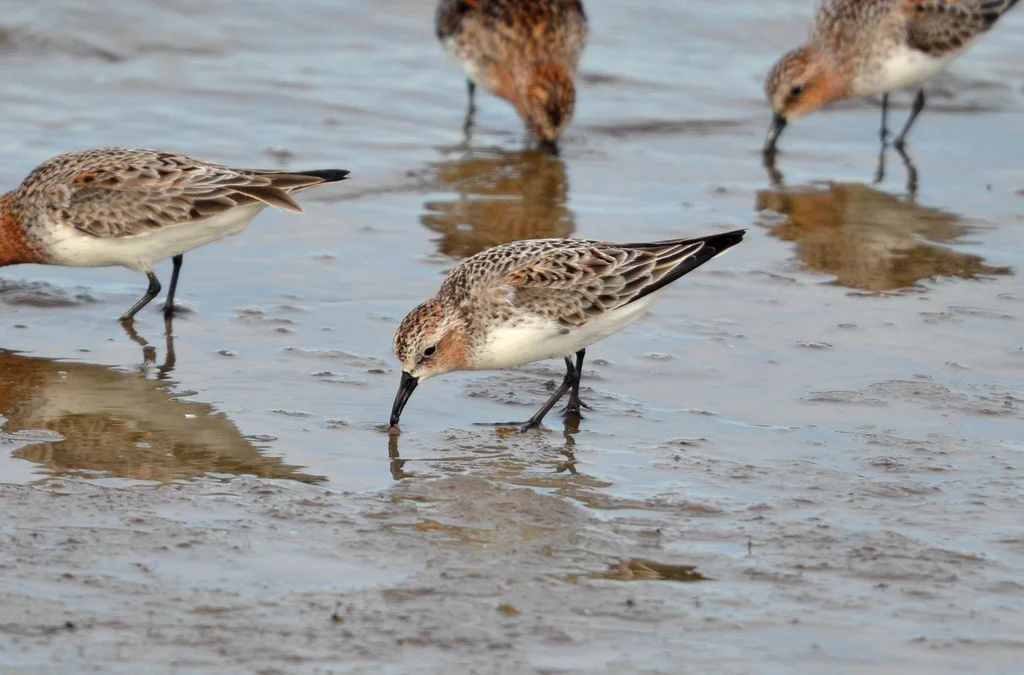 红颈滨鹬(Calidris ruficollis)