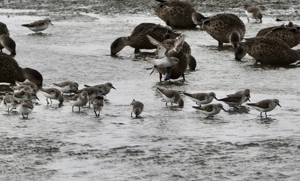 红颈滨鹬(Calidris ruficollis)