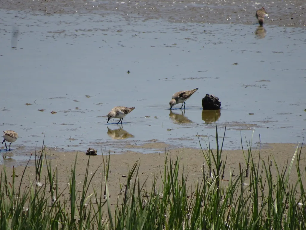 红颈滨鹬(Calidris ruficollis)